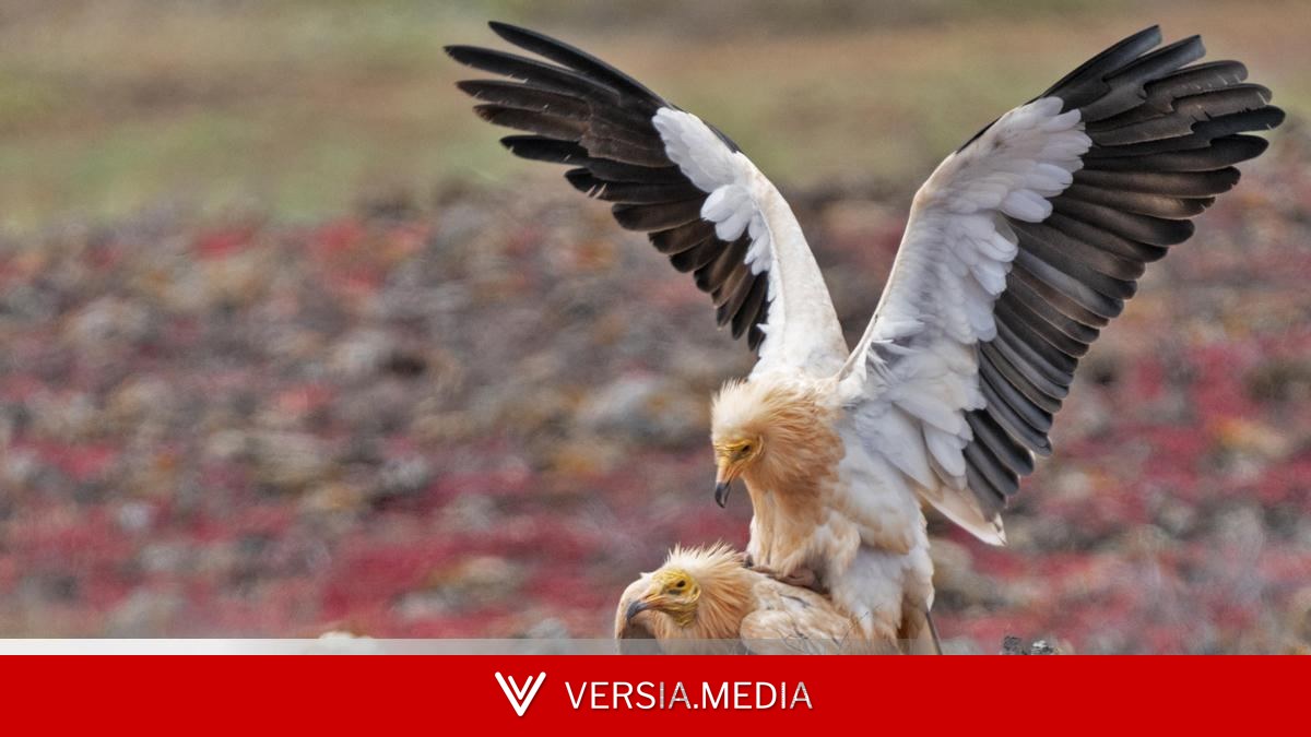 El guirre planta cara a la extinción en Canarias tras casi desaparecer en el franquismo por dos plagas devastadoras