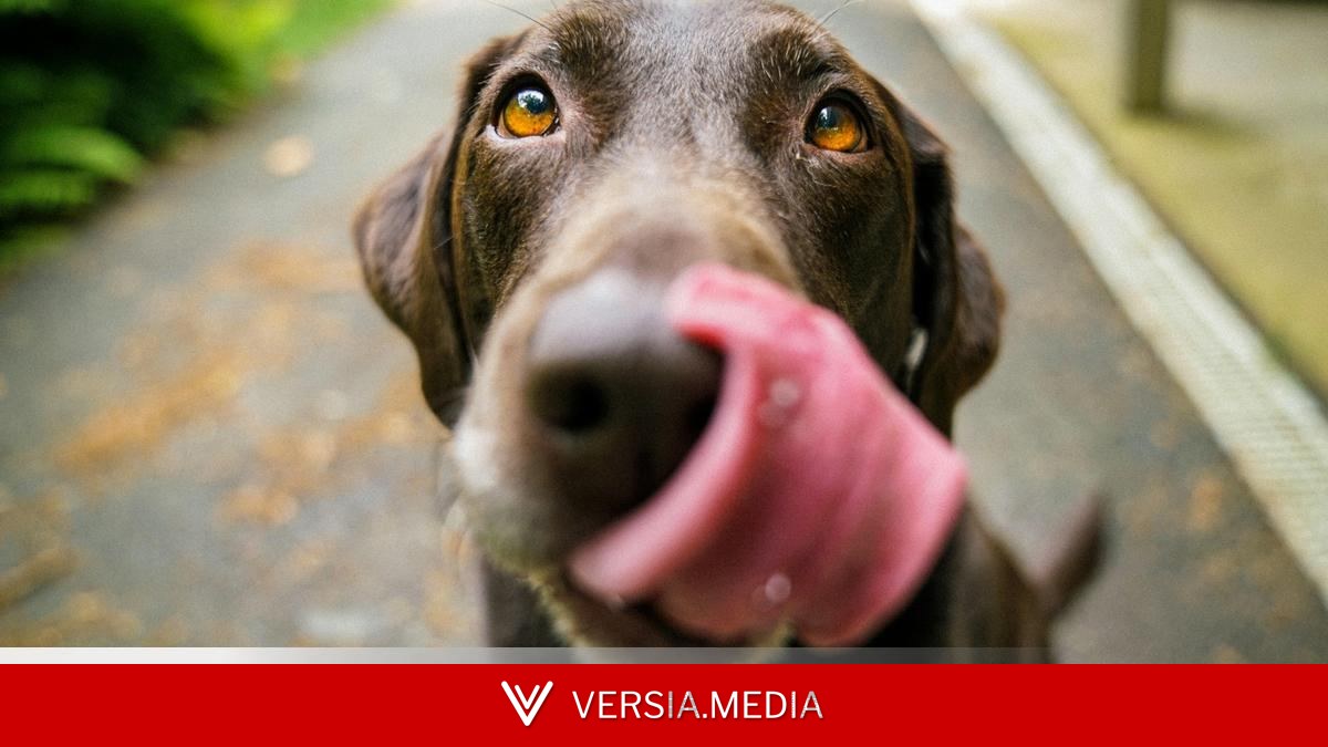 Una veterinaria explica cómo proteger a los perros durante una ola de calor: “Su termorregulación es un poco diferente”