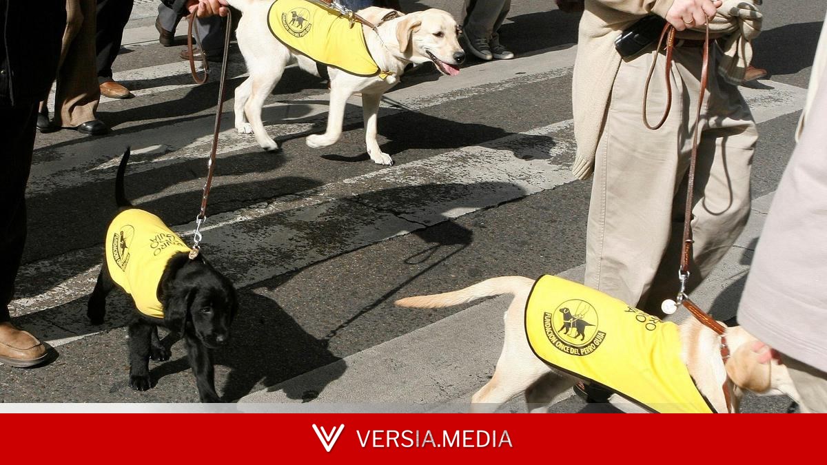 La Inspección de Trabajo obliga a la Fundación ONCE del Perro Guía a que regularice contratos temporales